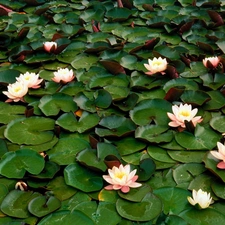 Leaf, White, Nenufary