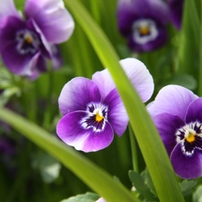 Leaf, Purple, pansies