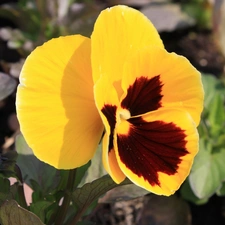 Leaf, Yellow, pansy