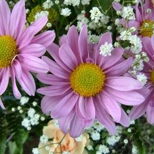 Leaf, gerberas, pink