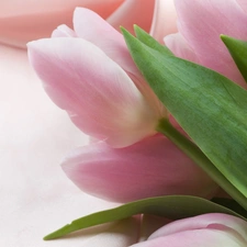 Light pink, green ones, Leaf, Tulips