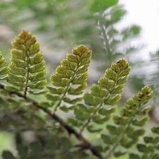 leaf, Fern, plant