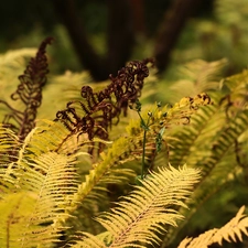 Leaf, fern, Plants