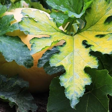 pumpkin, ##, Leaf, hidden