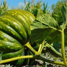 Leaf, Green, pumpkin