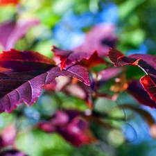 purple, Leaf