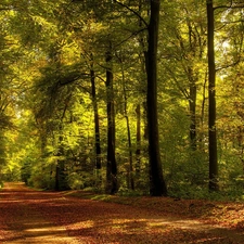 Way, forest, Leaf, Przebijające, luminosity, autumn, sun, flash, ligh