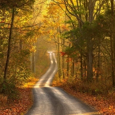 Way, forest, Leaf, Przebijające, luminosity, autumn, sun, flash, ligh