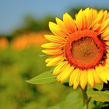 Leaf, Yellow, Sunflower