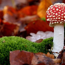 Leaf, Red, toadstool