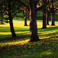 Leaf, trees, viewes