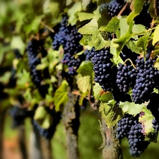 vines, grapes, Leaf, bunches