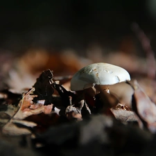 White, dry, Leaf, mushroom
