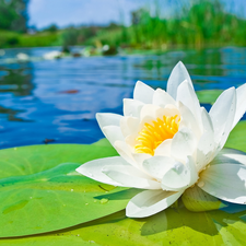 White, water, Leaf, Lily