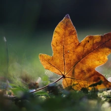 leaf, Autumn, Yellow