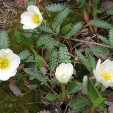 leaves, Flowers, avens