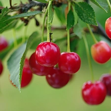 leaves, Red, cherries