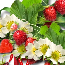 leaves, Strawberries, Flowers