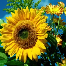 leaves, Sunflower, Flowers