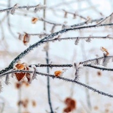 White frost, Twigs, leaves