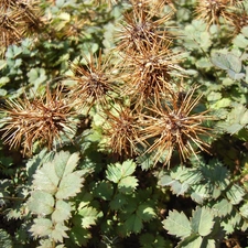 Acena Buchanana, green ones, leaves