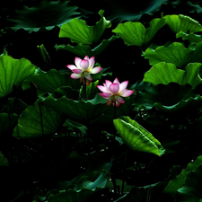 leaves, Flowers, lotus