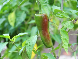 leaves, Green, pepper