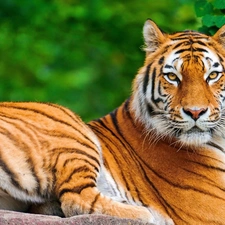 leaves, tiger, Rocks