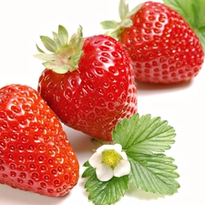 leaves, Three, strawberries