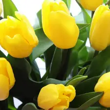 Yellow, green ones, leaves, Tulips