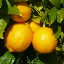 lemons, sapling, leaves