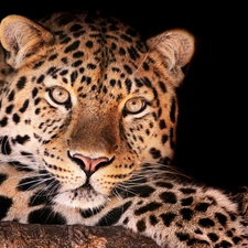 Leopards