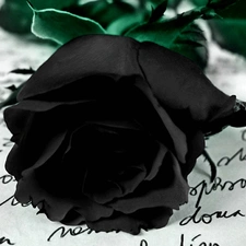 letter, black, rose