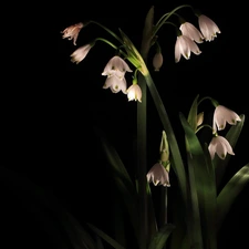 black background, Flowers, Leucojum