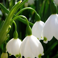 White, Leucojum