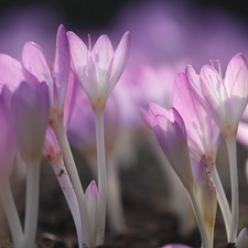 Light Purple, colchicums