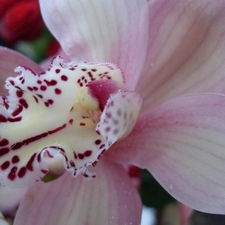 Light Pink, orchid