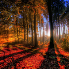 forest, light breaking through sky