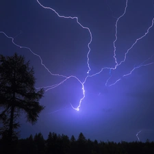 trees, lightning