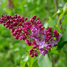 lilac, twig, blooming