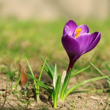 crocus, lilac