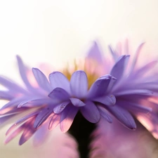 Colourfull Flowers, Aster, lilac