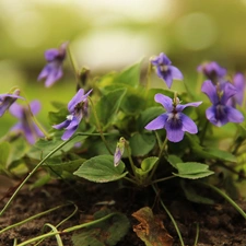 Flowers, fragrant violets, lilac