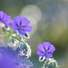 Colourfull Flowers, Geranium Magnificum, lilac