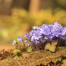 Liverworts, Flowers, cluster, lilac