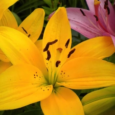 color, lilies