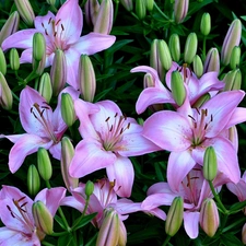 Flowers, lilies