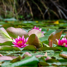 Leaf, Pink, Water lilies