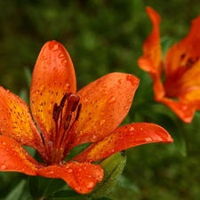 Orange, tiger Lilies