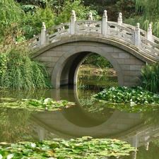 lilies, water, Pond - car, bridge, Park